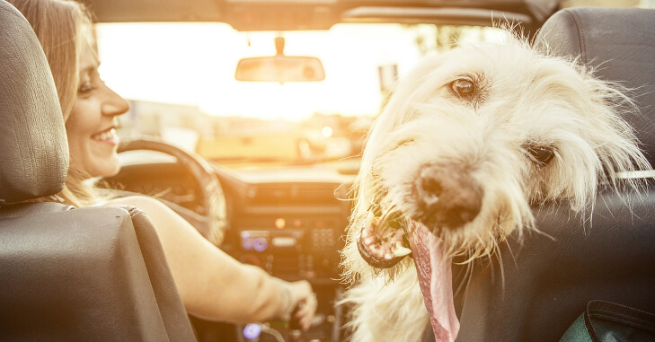 Tips for Moving with Pets